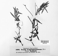 Uromyces viciae-fabae image